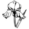 FLOWER11