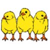 chicks3