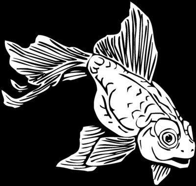 goldfish02