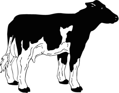cow3