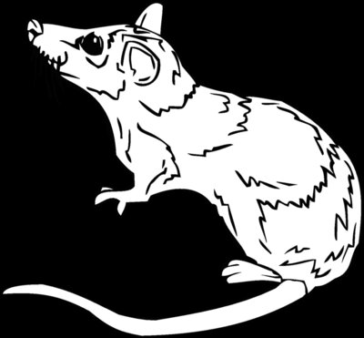 rat2