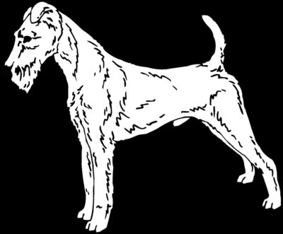 irish terrier