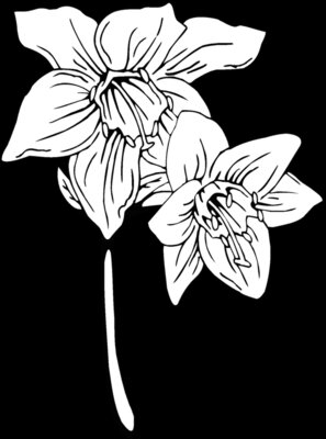 amazon lily