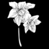 amazon lily