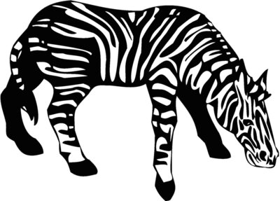 zebra3