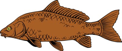 fish carp