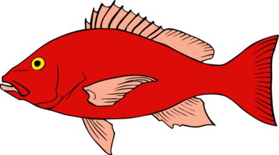 fish redsnapper