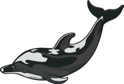 dolphin14