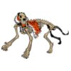 tiger skeleton